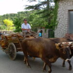 Aggius - carro di buoi